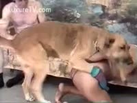 Dog Ready to Fuck His Owner's Ass